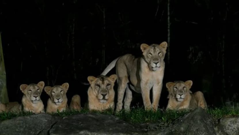 4 singa Night Safari positif COVID-19 setelah terdedah kepada kakitangan terjangkit 4 singa Night Safari positif COVID-19 setelah terdedah kepada kakitangan terjangkit