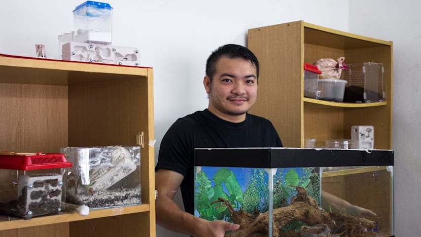 Ants as pets? The hobby is catching on in Singapore