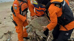 Related article image
