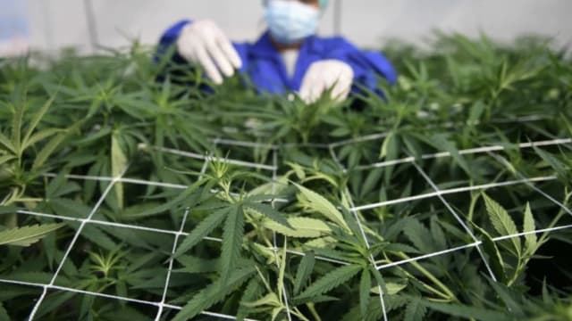 泰国计划将大麻重新列为毒品 禁止用在休闲用途