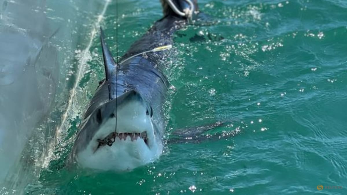 A large shark swimming in blue-green water.