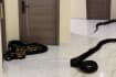 Condo Resident In Thailand Releases 2 Huge Snakes In Hallway After Years Of Complaints About Noisy Pets Ignored