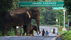 Related article image