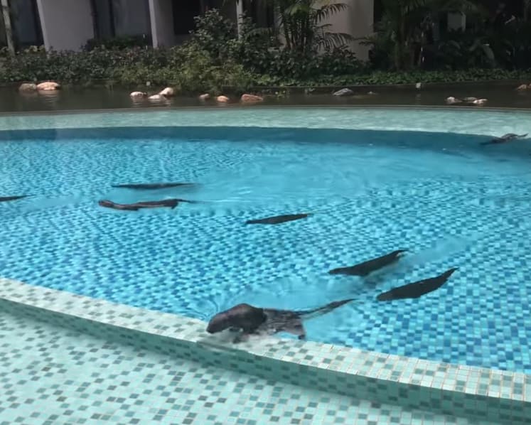 Otters seen eating fish at condominium along Alexandra Canal, upsetting residents