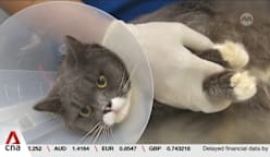 Singapore passes bill to set up Veterinary Council, introduce stricter regulation