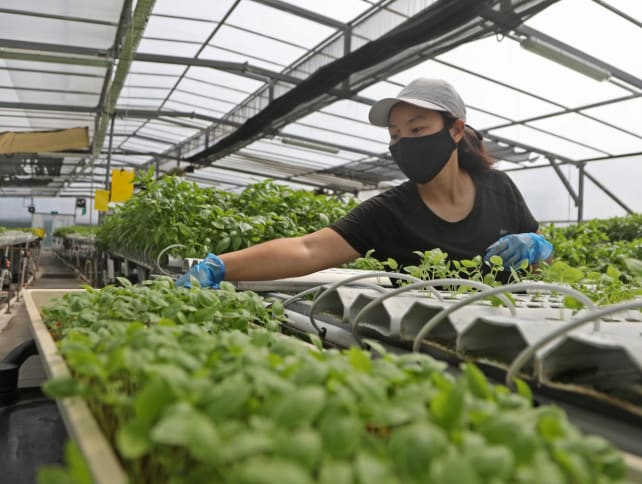S'poreans buying costlier but fresher local produce will beef up country's future food security: Grace Fu