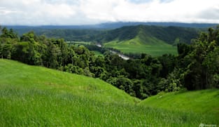Australian rainforests no longer a carbon sink: Study