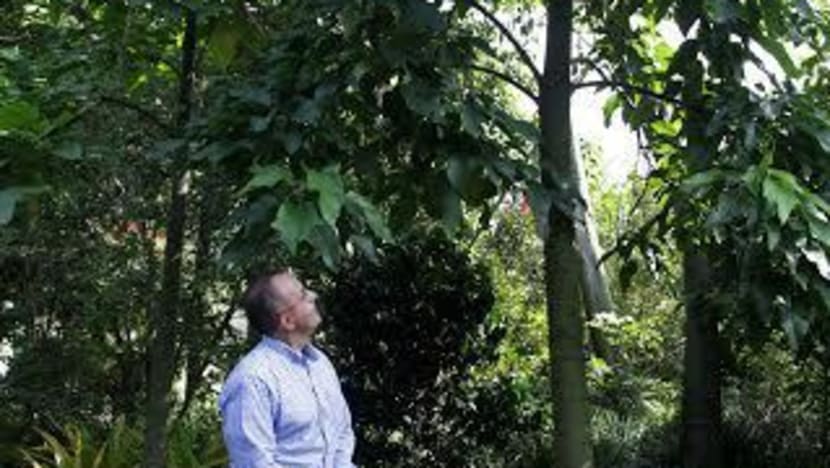 Australian is first person to adopt a tree at Gardens by the Bay