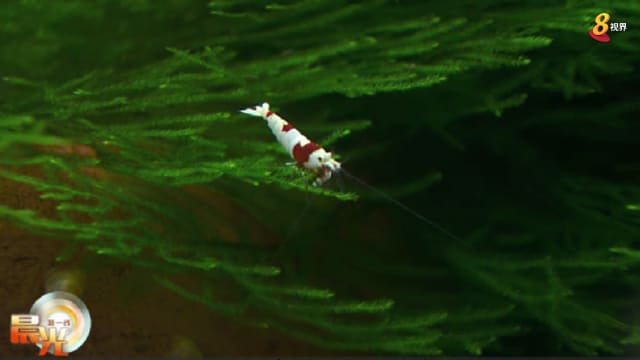 晨光|潮流解码：小小观赏虾成为饲养新宠