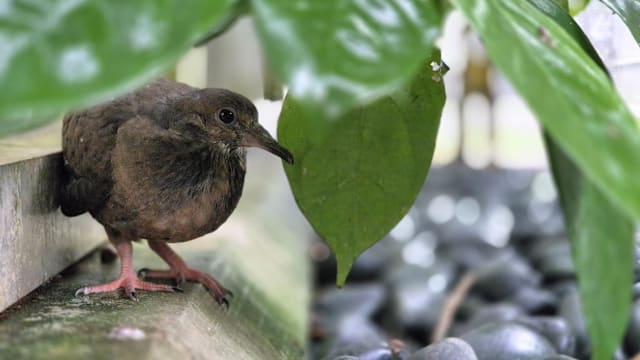 五大野生动物园 去年喜迎近千新生动物宝宝