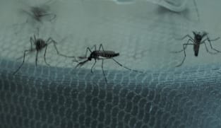 Inside Project Wolbachia