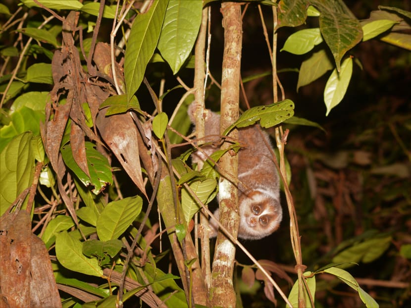 The sunda slow loris, a species of primate, observed in its natural habitat by National Parks Board researchers. The government agency is embarking on an extensive study in 2020 to gather information on the flora and fauna of the Central Catchment Nature Reserve and its surrounding parks. The sunda slow loris, a species of primate, observed in its natural habitat by National Parks Board researchers. The government agency is embarking on an extensive study in 2020 to gather information on the flora and fauna of the Central Catchment Nature Reserve and its surrounding parks.