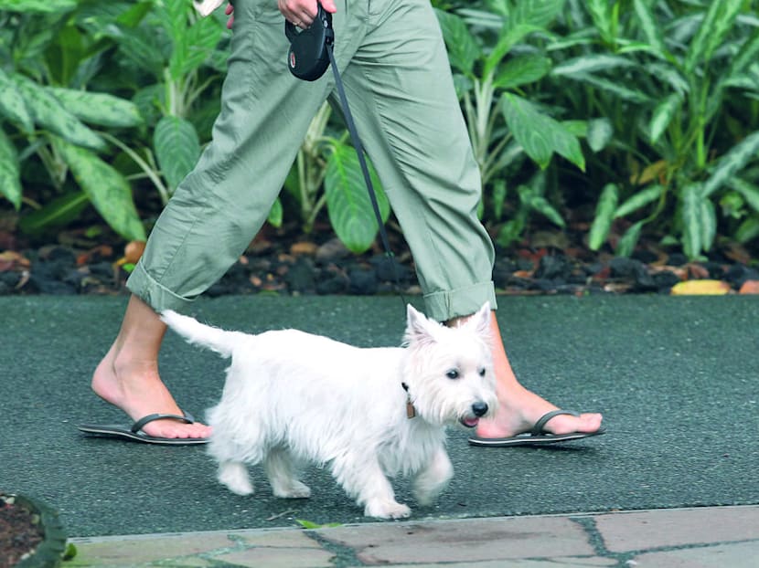 Tighten regime that disqualifies abusers from owning animals