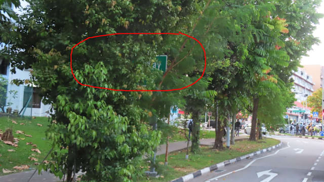 先驱北路路牌遭树木遮挡 国家公园局：树木已被移植