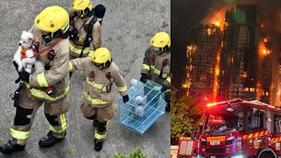 HK Firefighters Criticised For Rescuing Pets In Tai Po Fire: “Time Spent Saving Animals Could’ve Saved More People”