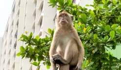 Why monkey sightings are on the rise, and how to keep from being an easy target