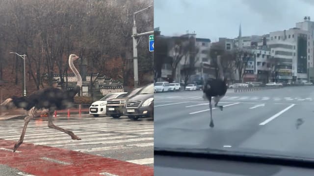 韩国动物园鸵鸟出逃 京畿道街上狂奔