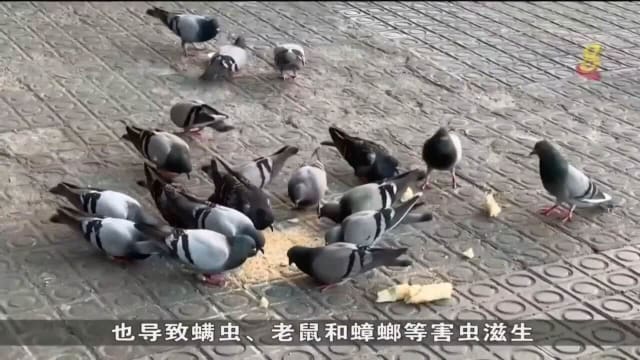 巴塞罗那鸽子数量激增 政府喂鸽子吃含避孕药饲料
