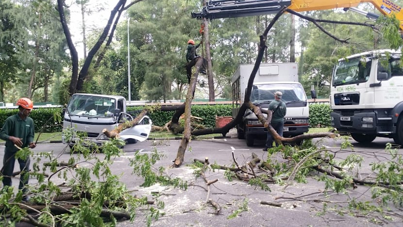 Woman hit by tree in Yuan Ching no longer in ICU, condition stable