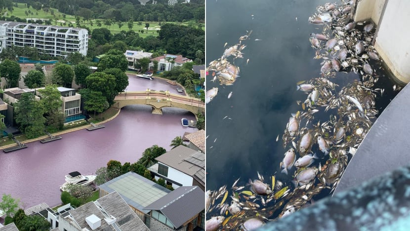 Sentosa Cove waters turn pink, smell rotten; one resident calls it an ‘environmental disaster’