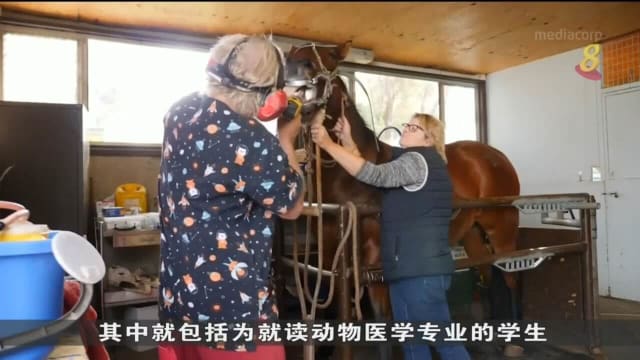 澳洲兽医短缺 许多宠物无法立即就医