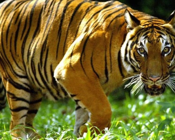 Perangkap dipasang selepas 3 mati dibunuh harimau di Kelantan