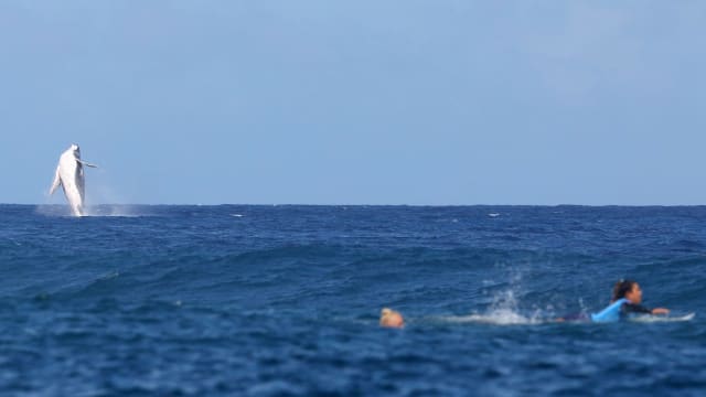 大溪地冲浪赛现场 鲸鱼惊喜现身抢镜