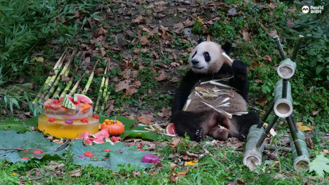 叻叻提前庆祝三岁生日 数百粉丝到场祝福