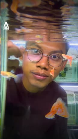 School teacher by day, guppy farmer by night