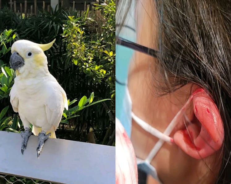 Girl bitten by cockatoo at Bird Paradise, Mandai Wildlife Group rendered first aid