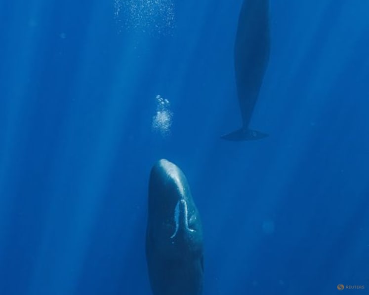 Blowing bubbles helps resting sperm whales avoid floating to the surface