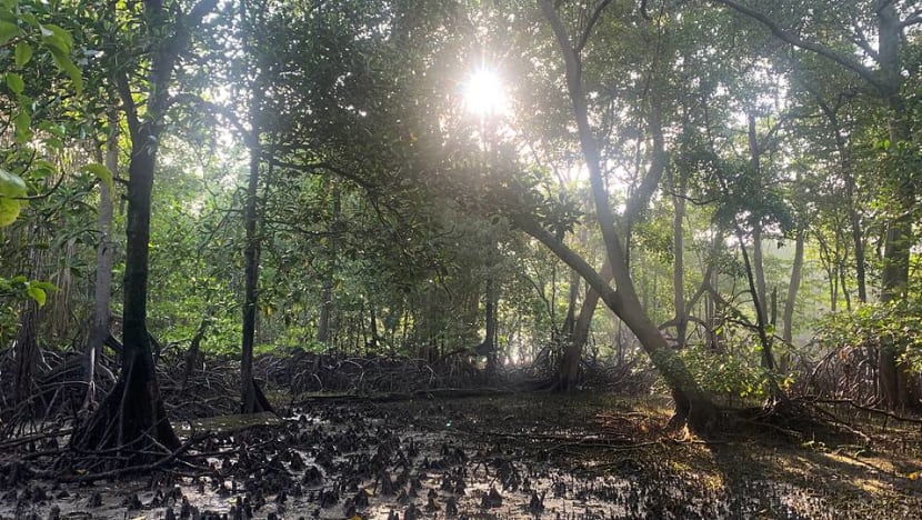 Commentary: Mangroves, a crown jewel of Singapore’s coastline Commentary: Mangroves, a crown jewel of Singapore’s coastline