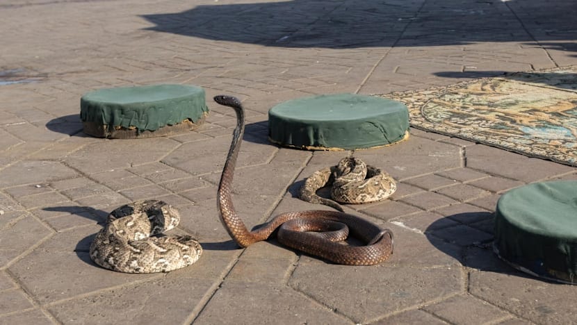 German tourist dies after getting bitten at Egypt snake-charming show - CNA