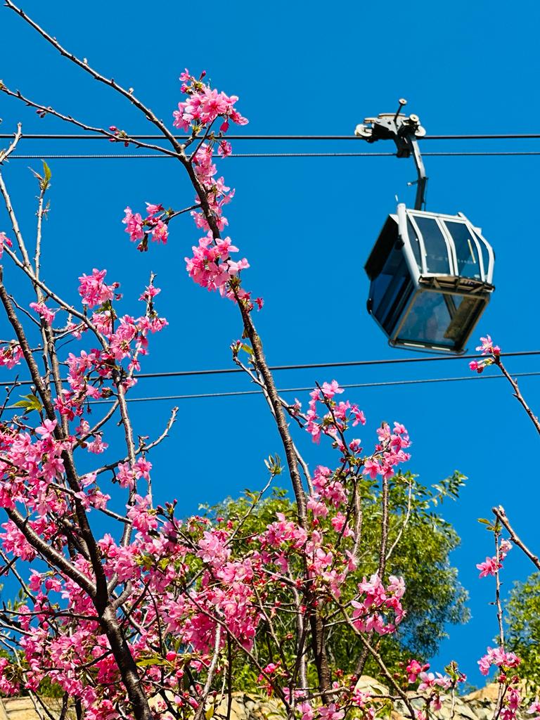Hong Kong's Cherry Blossom Season Is In Full Swing — Here's