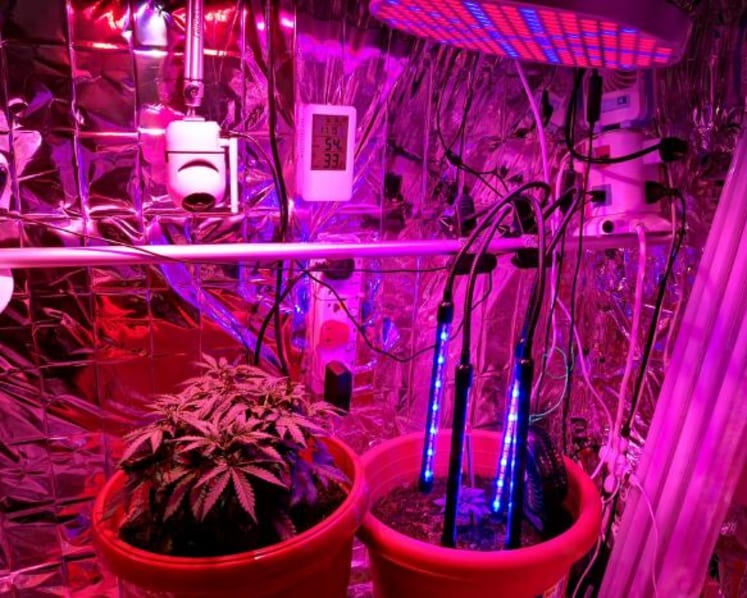 Two suspects arrested in drug raid on Yishun flat, with cannabis pot plants, drug equipment found