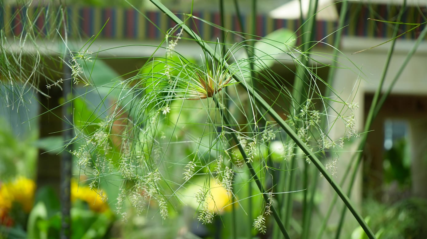 游客到花卉展可欣赏到46种，超过7000株百合花。（图：滨海湾花园）