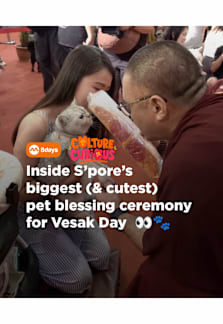 Cutest Vesak Day Celebration in Singapore? 🐶🐱 #8dayssg #8dayssgtrending #vesak #sgtiktok #fypsg 