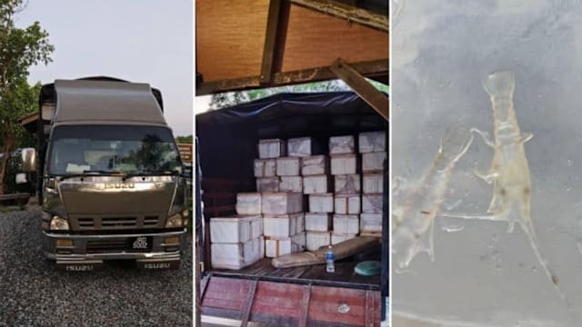 企图走私龙虾幼苗进入狮城 马国执法人员拦截