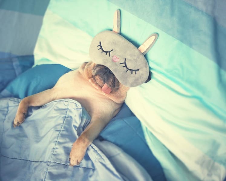 Is it bad to sleep with my pet? Experts weigh health risks and sleep effects