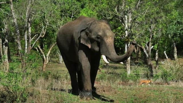 印度一头疑似发情公象夜袭村庄 造成17人死亡包括一家四口