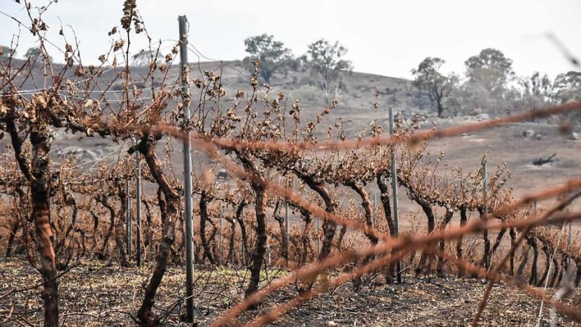 ‘A long road back from here’: Small winemakers feel the pain of Australian bushfires