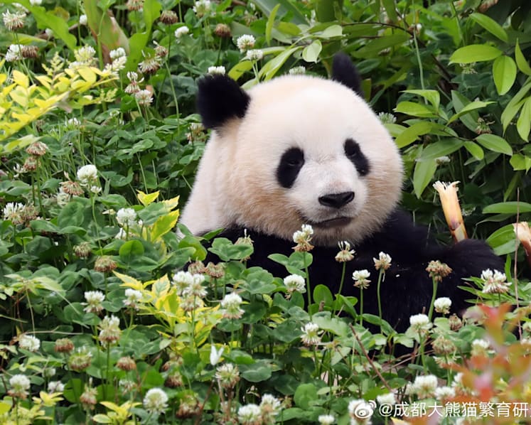 ‘Uncivilised behaviour’: Popular panda research centre in China bans 12 tourists for life