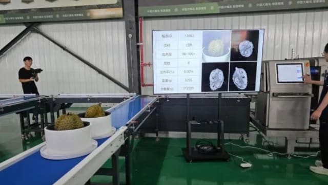 中国AI榴梿“质检员” 四秒内透视识别品质