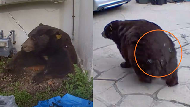 大黑熊藏身住家地下室数周 美国男子不堪其扰