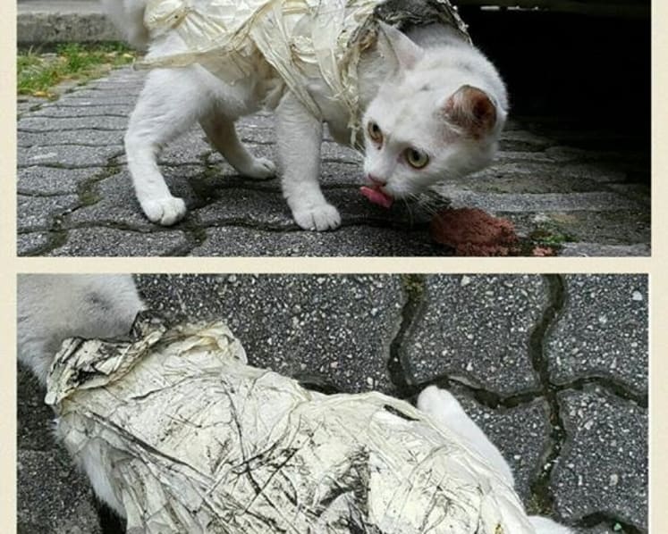 Man, 30, fined for wrapping up stray cat with masking tape