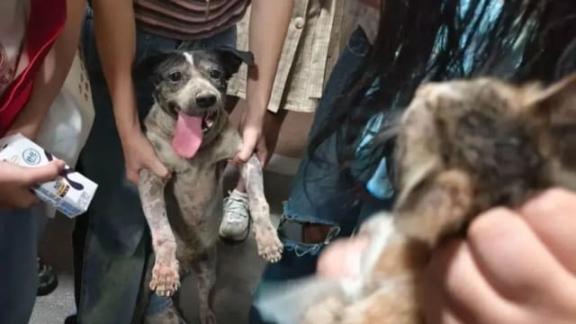 流浪狗勇救活埋小猫 网民：动物比一些人类更善良