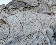 Thousands of dinosaur footprints found on Alpine cliffs near Winter Olympics site