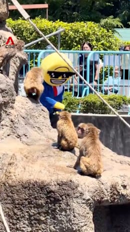 2 tourists arrested for trespassing into Punch the monkey’s enclosure in Japan