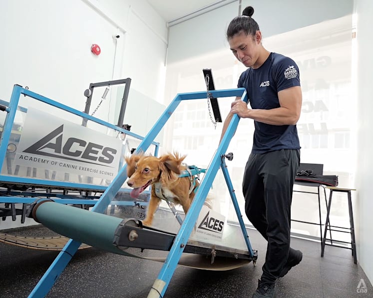 Is walking your dog enough? Inside Singapore's dog gym that's changing canine fitness Is walking your dog enough? Inside Singapore's dog gym that's changing canine fitness