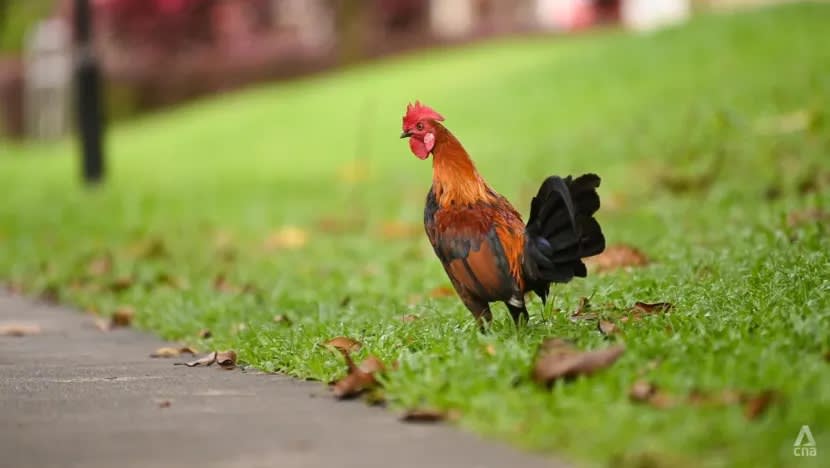 NParks anggarkan populasi ayam liar di Taman Pasir Ris 50 ekor